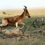 new homophone animals
