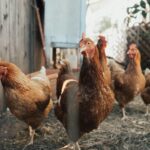 chicken nesting box​