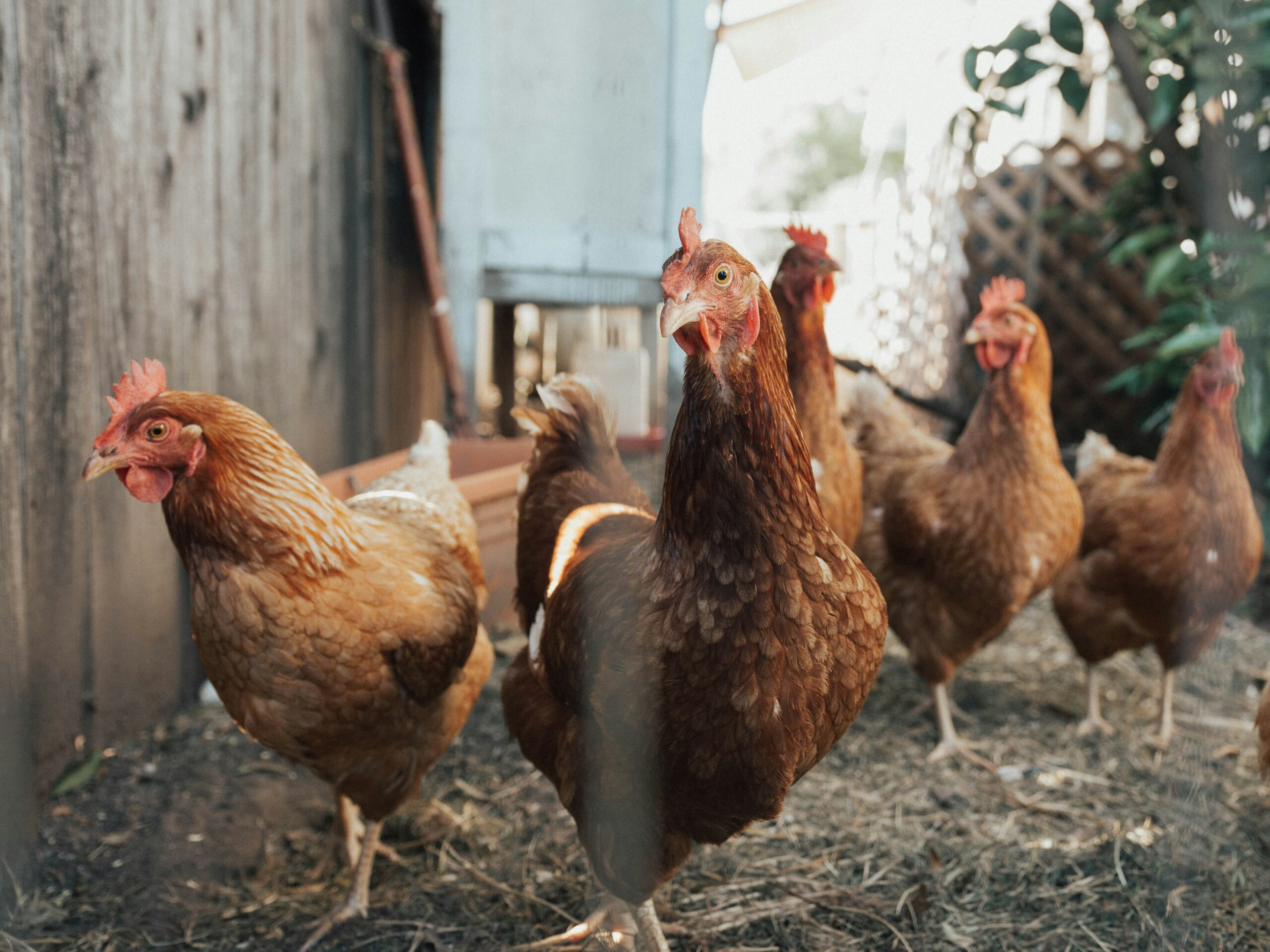 chicken nesting box​