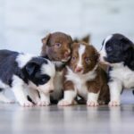 whelping box