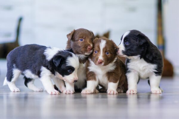 Whelping Box Essentials: Guide to Safe Puppy Birthing whelping box