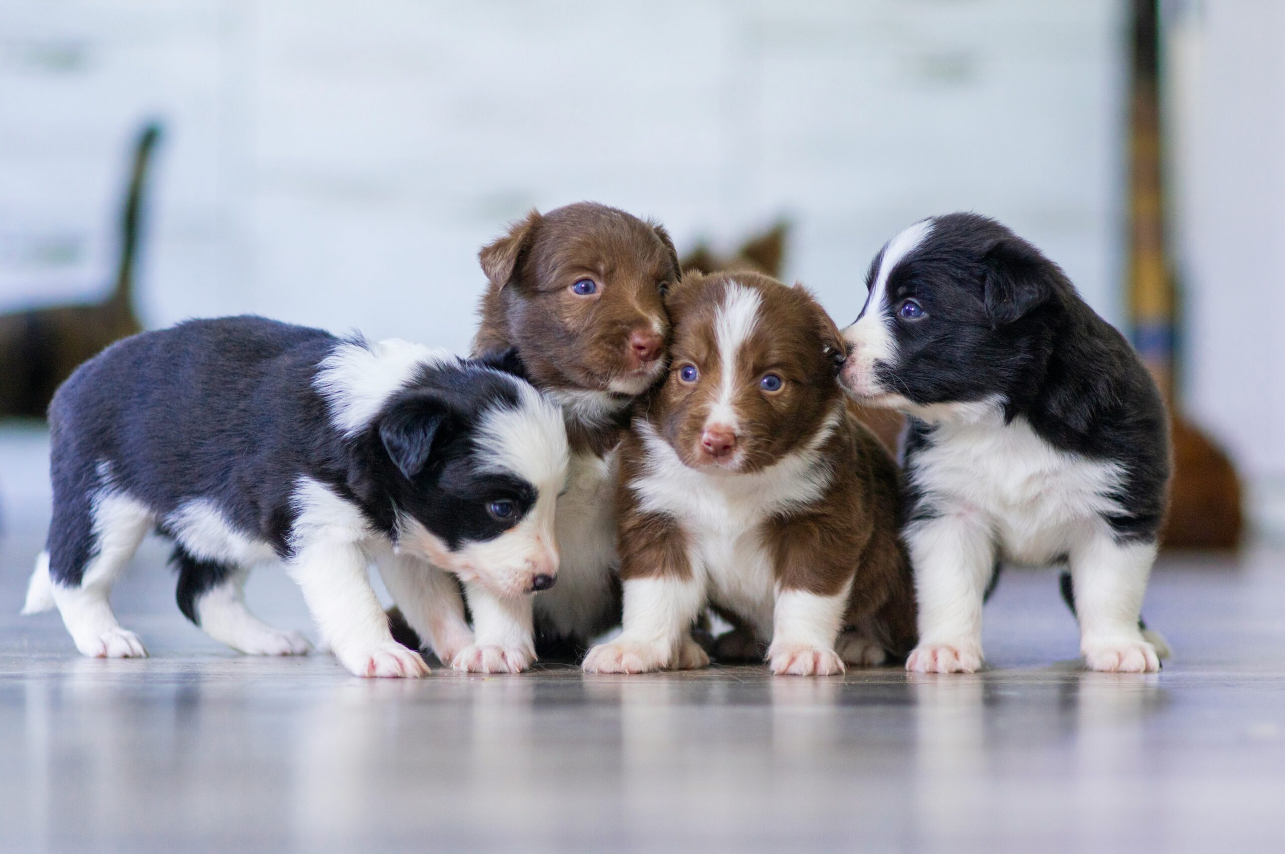 whelping box