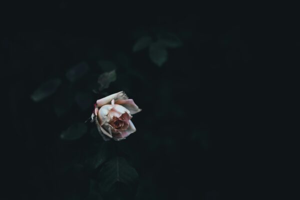 Woonsocket Call Obituaries: Current Listings & How to Use Them woonsocket call obituaries